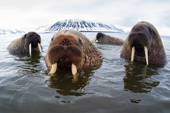 WWF-UK image
