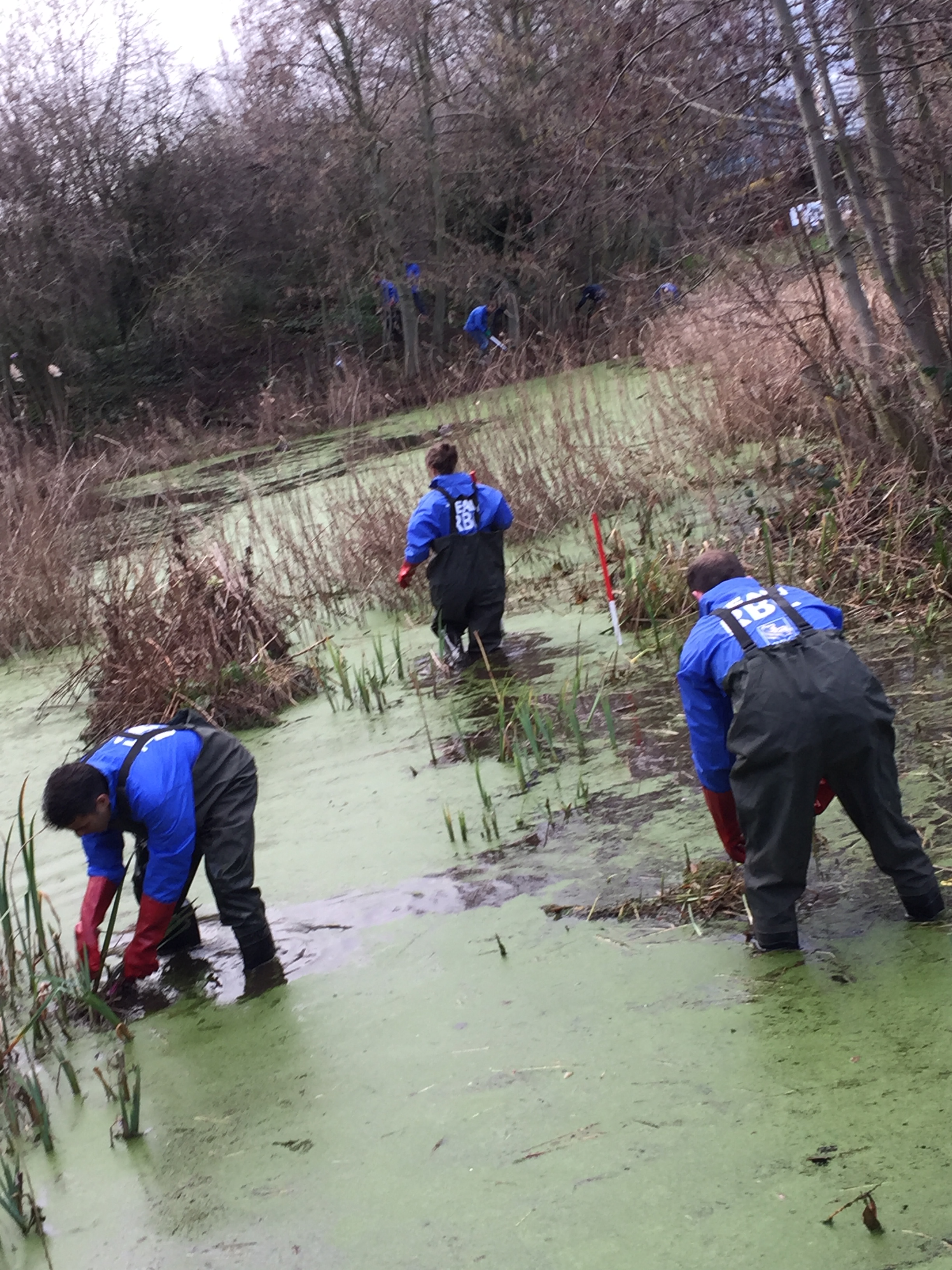 RBC volunteers  clearing decaying vegetation from the pond