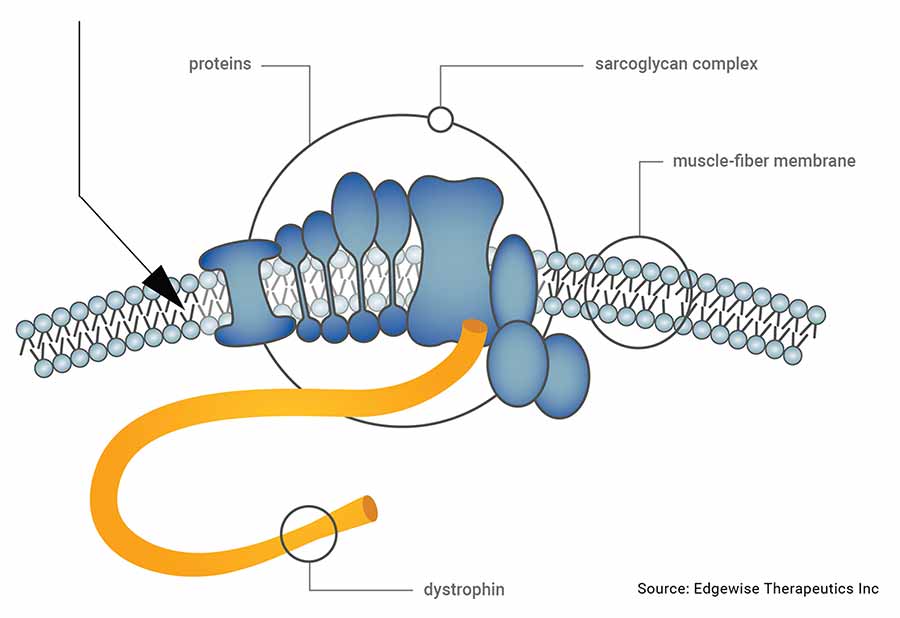 Graph: Dystrophin anchors the cellular skeleton to the membrane to help absorb mechanical stress during muscel contractions. Source: Edgewise Therapeutics Inc