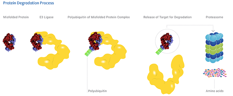 Protein Degradation Process