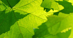 Image of green leaves for the Public Sector Issuers Roundtable Report