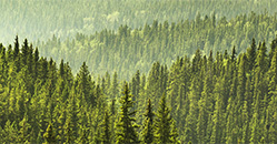 Image of green leaves for the Canadian Borrowers Roundtable Report